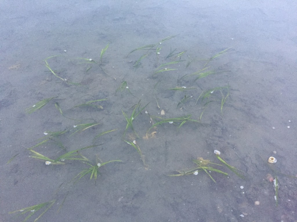One of the forebay plots. Bulla snails have already found these plots and laid eggs on the eelgrass blades. Though the eggs are very gooey, we don’t believe the eggs are harming the eelgrass.