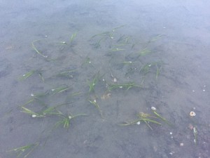 One of the forebay plots. Bulla snails have already found these plots and laid eggs on the eelgrass blades. Though the eggs are very gooey, we don’t believe the eggs are harming the eelgrass.