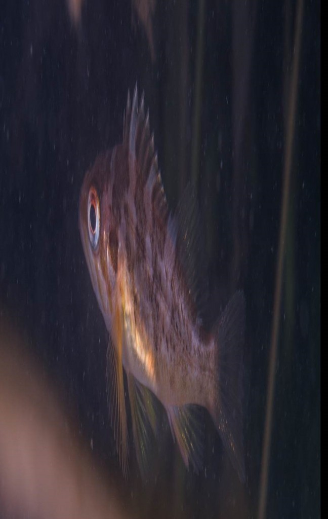 This young copper rockfish was photographed in an eelgrass bed in Morro Bay by Adam Obaza, a biologist with the Paua Marine Research Group. 