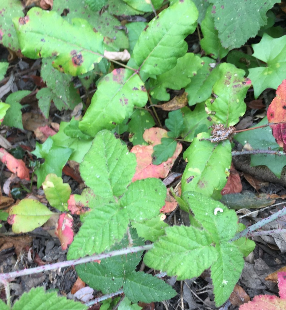 Here, poison oak behaves as a ground cover, sharing its niche with a blackberry vine (Rubus ursinus). Black berry brambles are often mistaken for poison oak. Can you tell them apart?  (Hint: If it’s hairy, it’s a berry