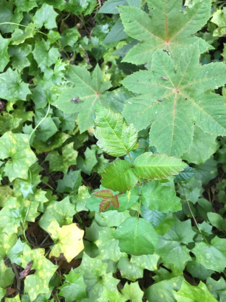 A poison oak vine emerges from a cluster of castor bean (Ricinus communis) and cape ivy (D. ordata), two invasive species on the Central Coast.