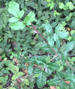 Here we see poison oak with two opposite leaves below a lobed leave of three. Notice the extra lobes this plant exhibits on its larger leaves.