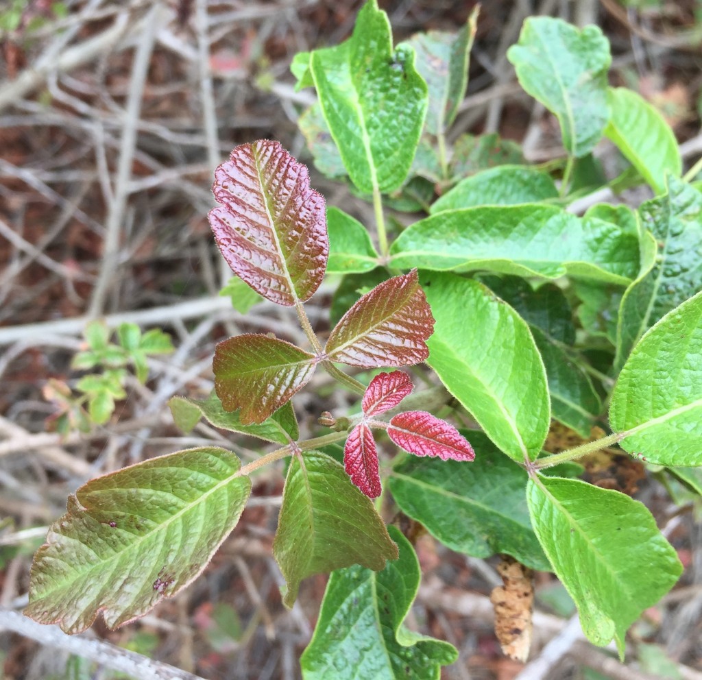 Here is a typical poison oak shrub. Notice the diversity of color!