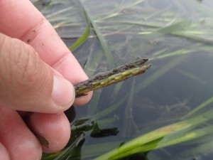 The seeds on this blade are reaching maturity. Eelgrass blades can break pretty easily at this stage. Some fish, invertebrates and birds also forage on eelgrass seeds. Eelgrass seeds are negatively buoyant, meaning they usually sink pretty quickly. Blades breaking off or animals grazing on the seeds can actually aid in dispersal of the seeds.