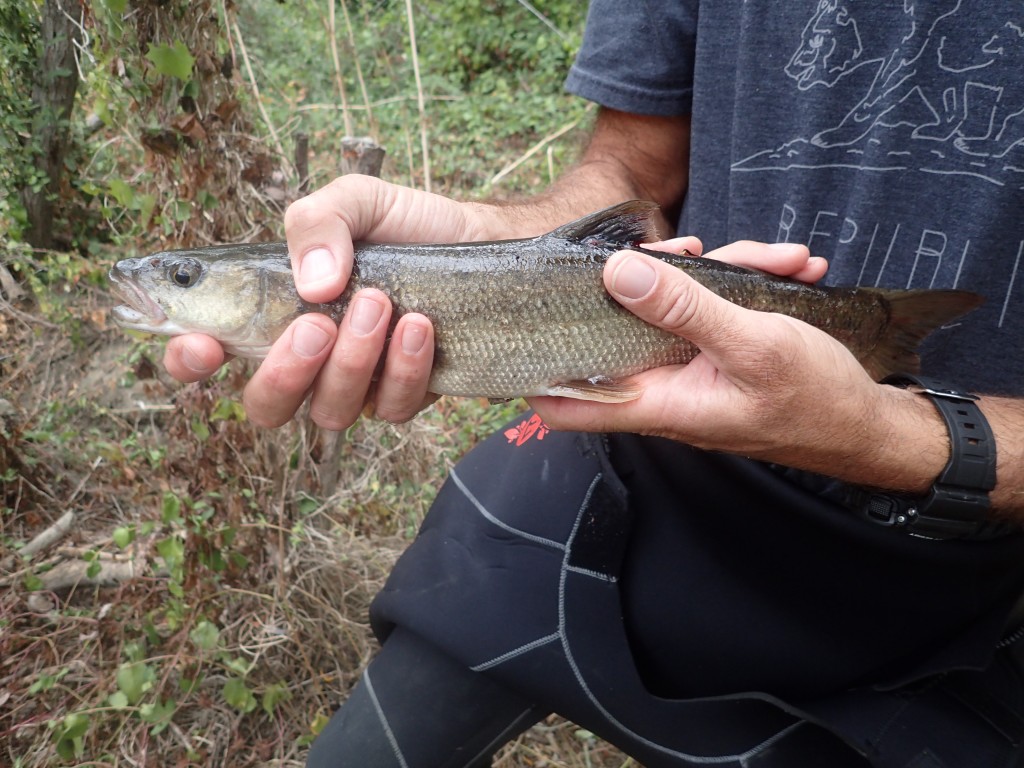 Sacramento pikeminnow.