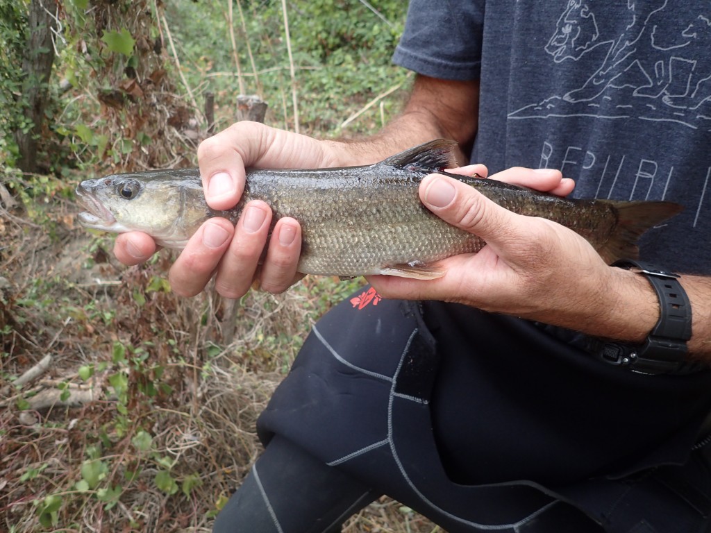 Sacramento pikeminnow. 