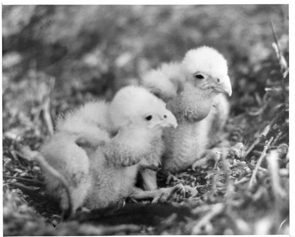 This photograph from 1977 shows Morro Rock Peregrine chicks in nest from a captive breeding program. This photograph comes to us via Flickr from Paul Andreano. It is from the Morro Coast Audubon (MCAS) archives and was scanned by Steve Schubert.