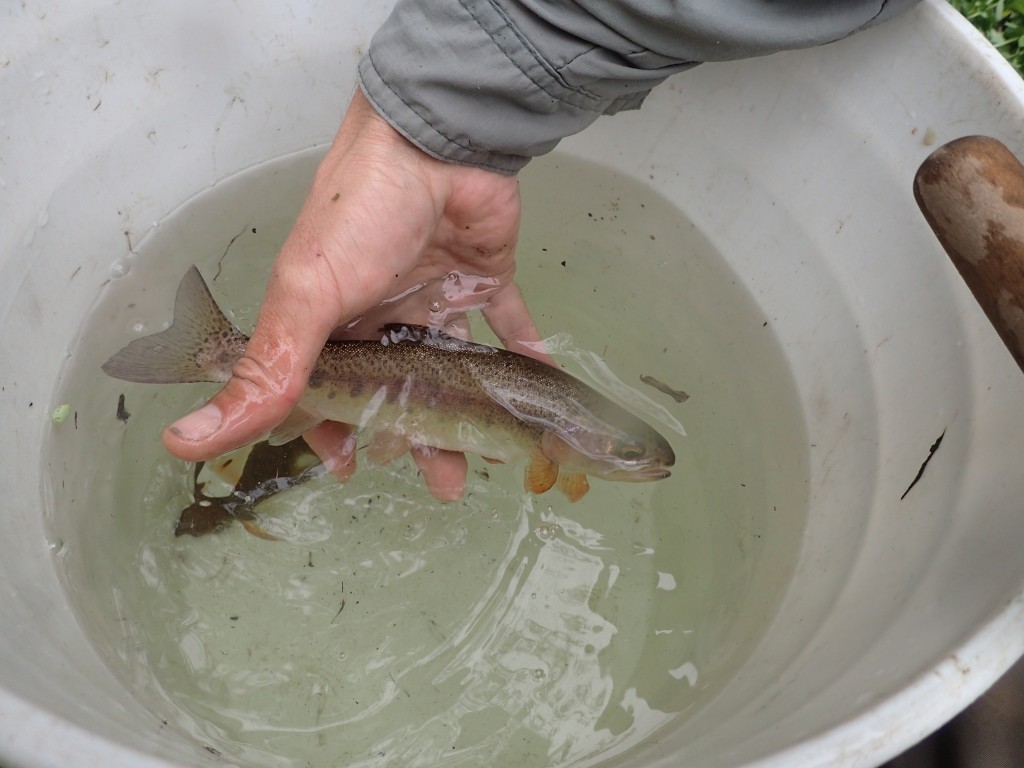 Steelhead trout. 