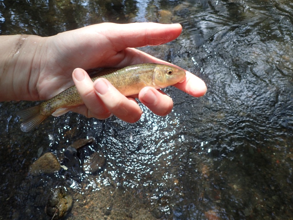 Sacramento sucker, observed during  fish surveys. 