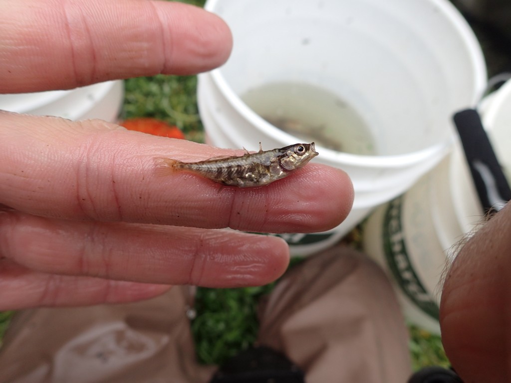 Three-spine stickleback, observe during fish surveys. 