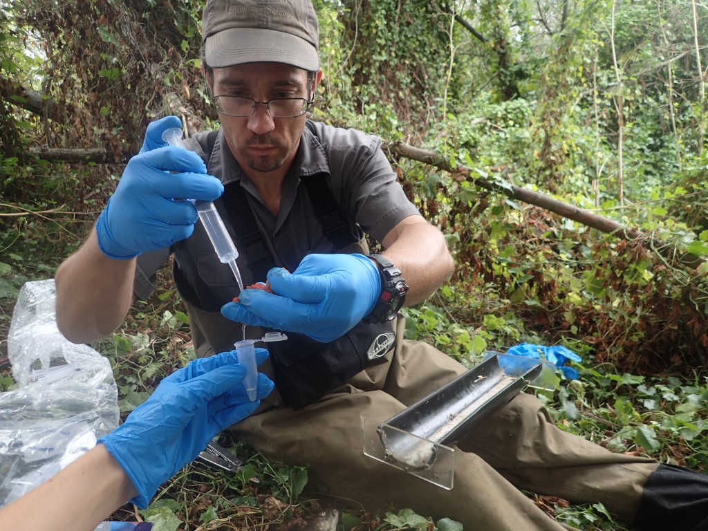 Ken Jarett of Stillwater Sciences collects a stomach sample to better understand the diet of pikeminnow. 