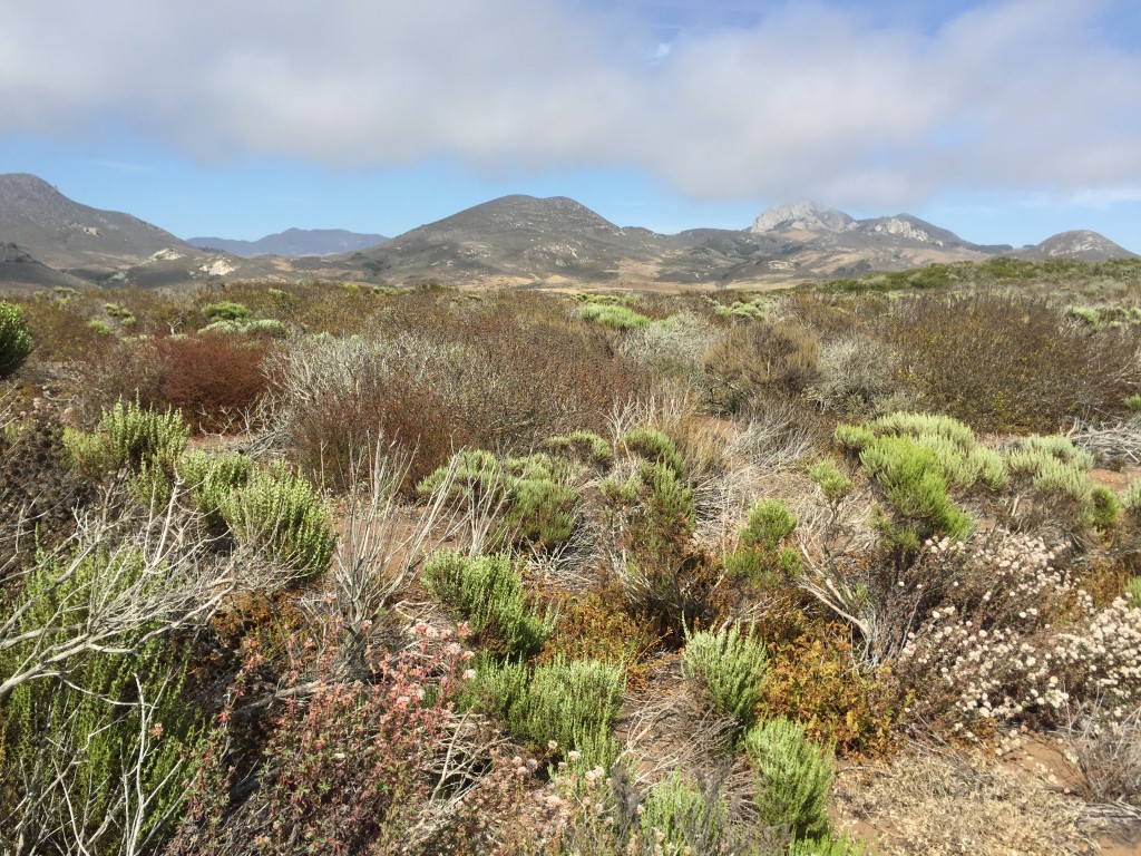 A view from the Elfin Forest during the summer. 