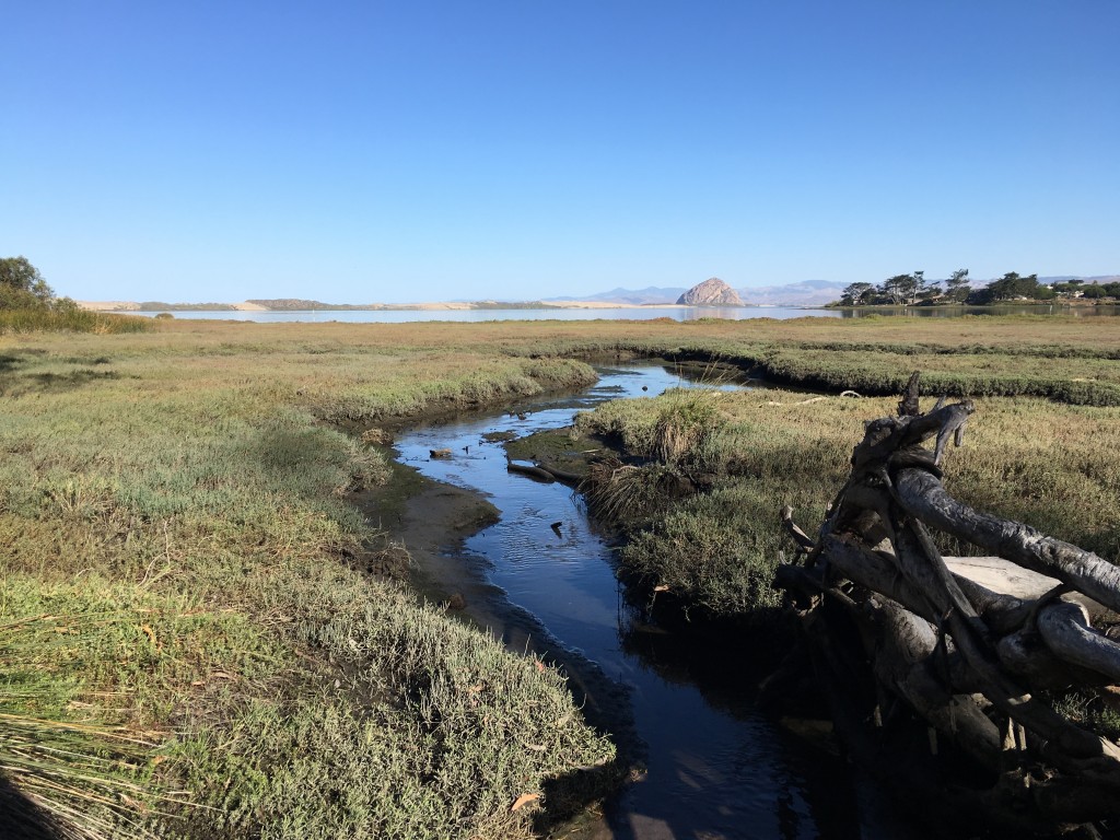 Sweet Springs, looking out at Morro Rock during the day.