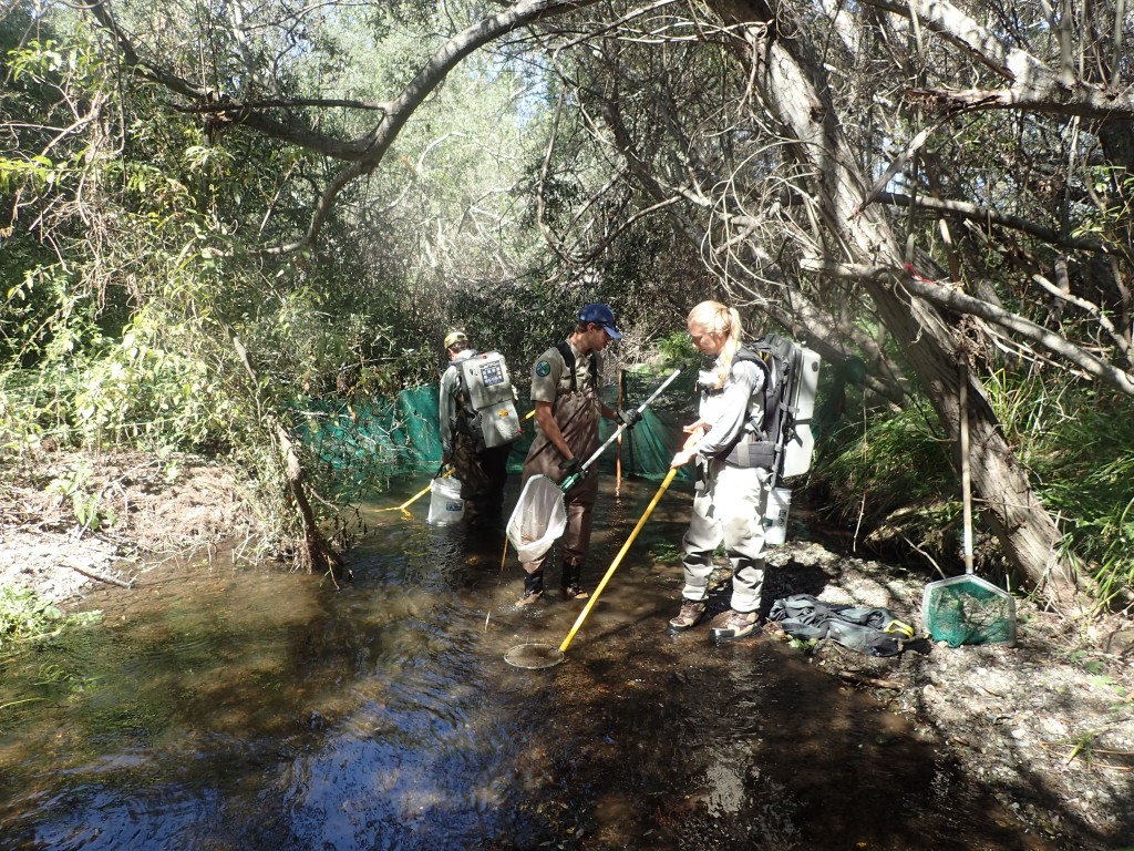 Electrofishing equipment is used to sample for fish along Chorro Creek.