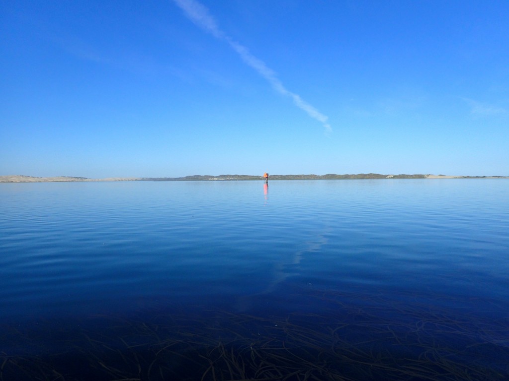 Mornings, before the windy has picked up, on higher tides typically have the best conditions for checking on eelgrass from paddleboards. You can see eelgrass in the lower portion of this photo.