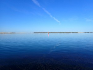 Mornings, before the windy has picked up, on higher tides typically have the best conditions for checking on eelgrass from paddleboards. You can see eelgrass in the lower portion of this photo.