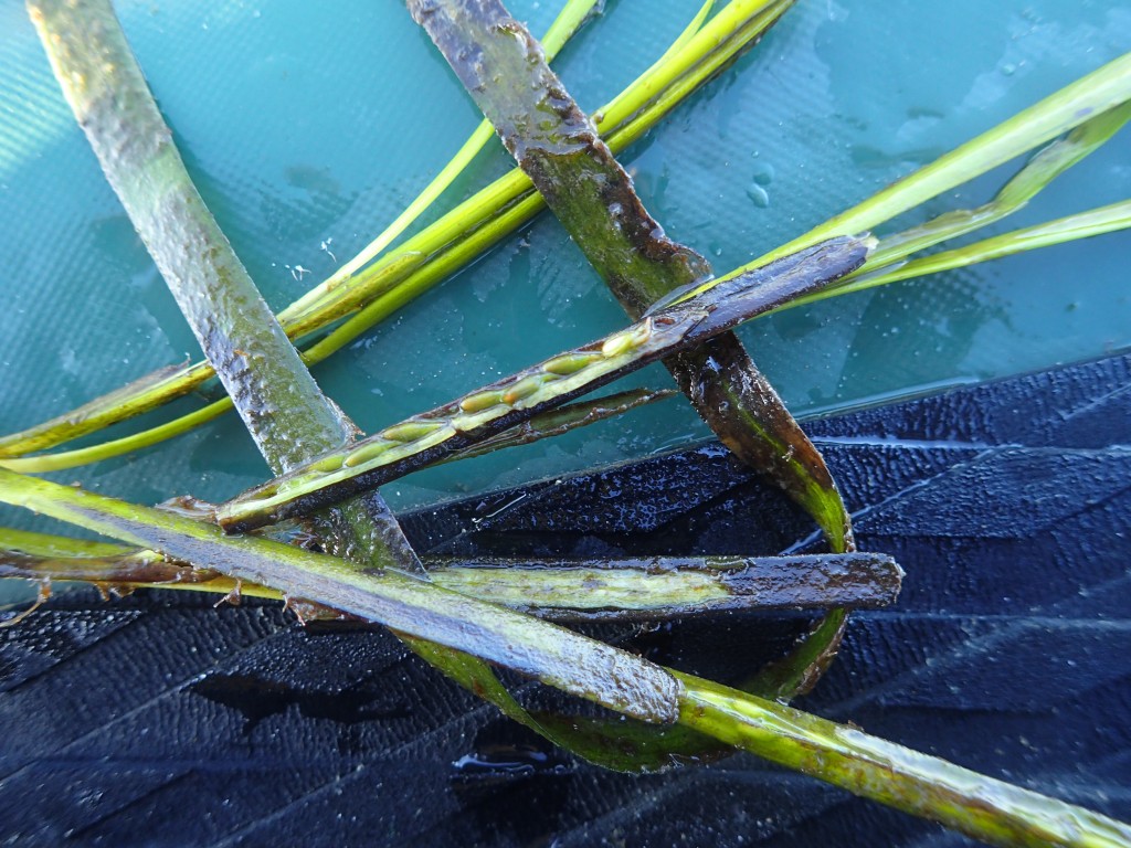 Collected seeds are held in mesh bags in the estuary until they mature. Mature seeds will have a hard, longitudinally ribbed coat and can vary in color, including olive, dark brown and black. 