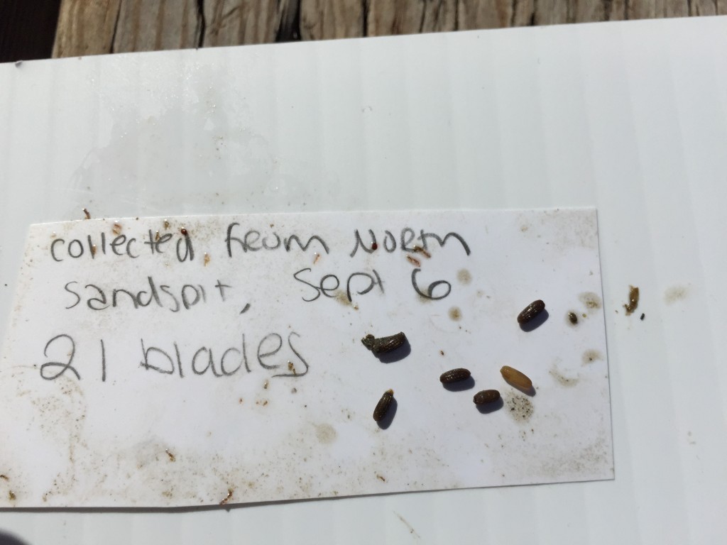 These seeds were collected a few weeks ago and held in a bag in the estuary. After a few weeks, the seeds mature and are released from the blade. 