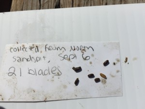 These seeds were collected a few weeks ago and held in a bag in the estuary. After a few weeks, the seeds mature and are released from the blade.