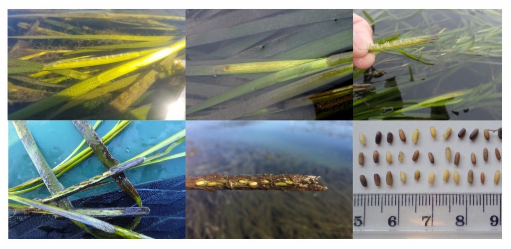 This photo compilation shows the different stages of eelgrass flowering.