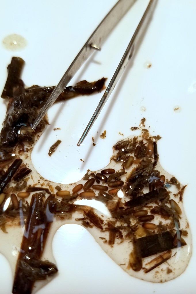 We used tweezers to sort through the eelgrass wrack and pull out the little seeds. 