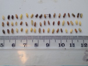 Though all these seeds came from the same eelgrass bed on North Sandspit, there was lots of variation in size and color. You can see the ribs in the goat in some of the seeds.