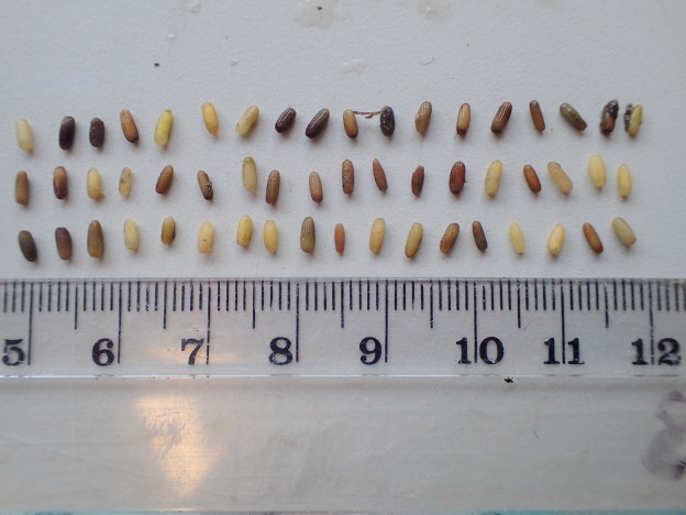 Though all these seeds came from the same eelgrass bed on North Sandspit, there was lots of variation in size and color. You can see the ribs in the goat in some of the seeds.