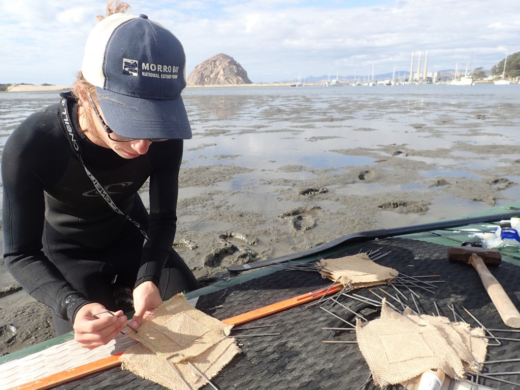 Paddleboards make for great mobile desks for eelgrass work. Field technician Kelley gets the burlap sacks ready for planting. 