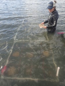 Karissa gets ready to place a burlap sack into a plot in the forebay.