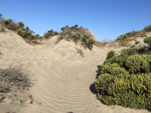 This windblown path wends its way through the dunes.