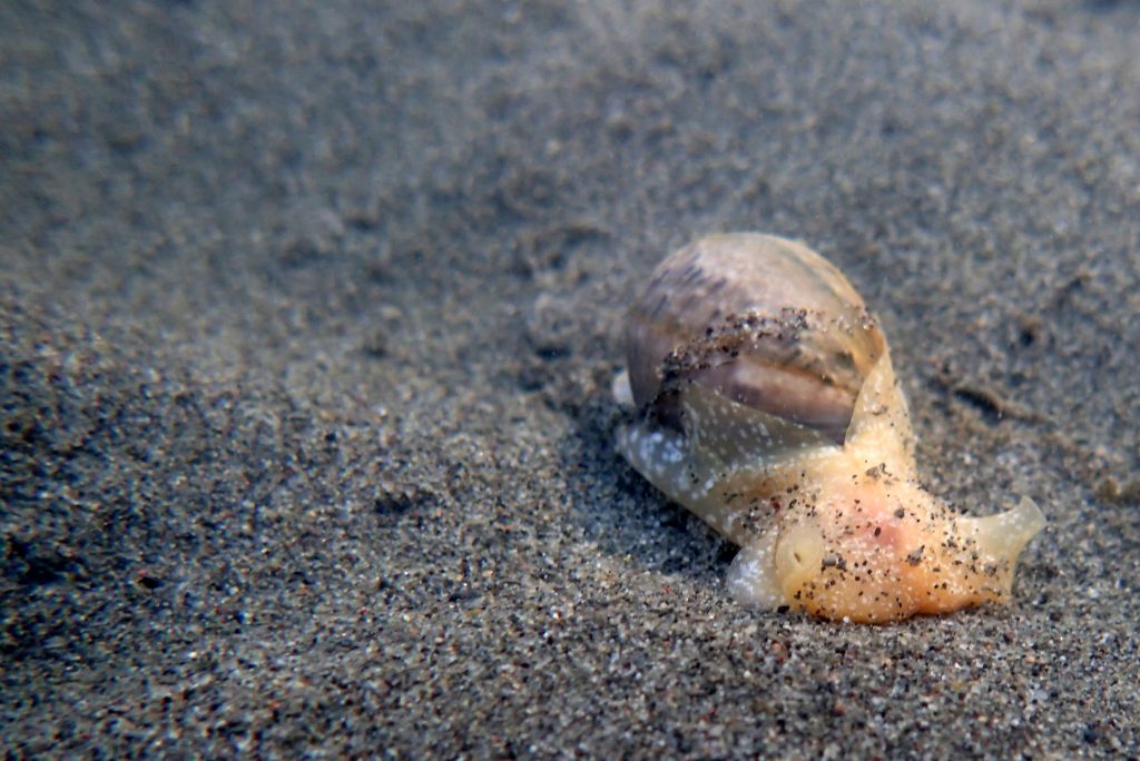 This bulla snail moves across the sediment on the floor of the bay. 