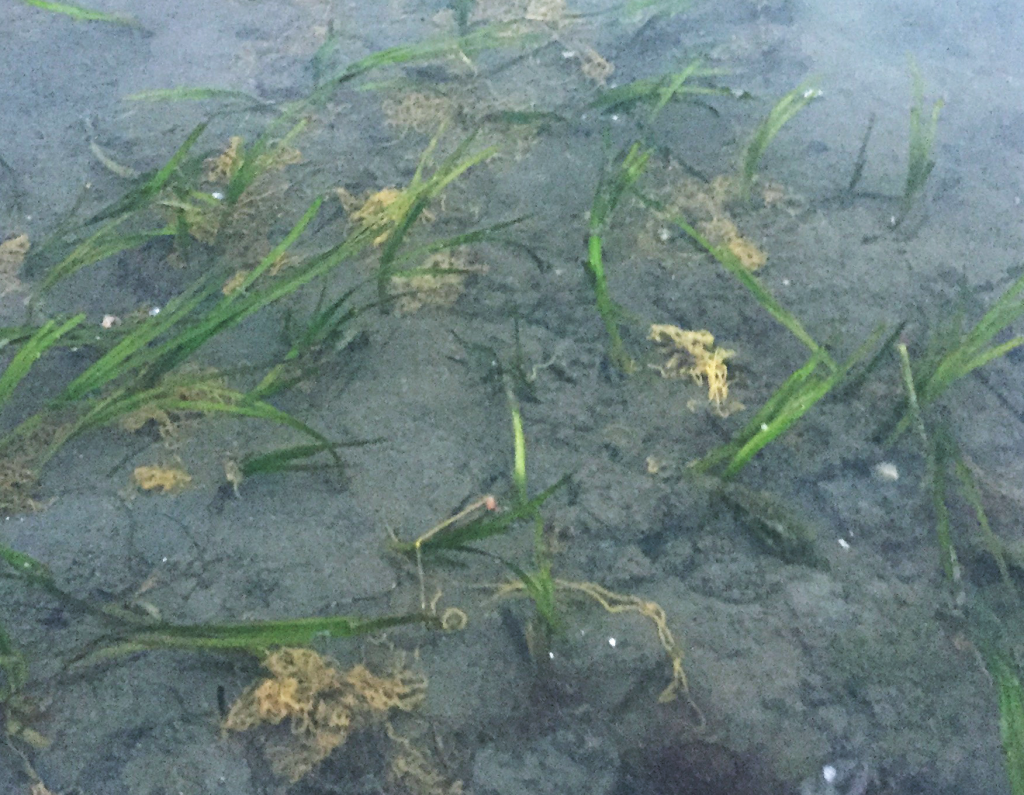 The thin, yellow, squiggly tubes that resemble clumps of blonde hair or even egg noodles are bulla snail egg cases. 