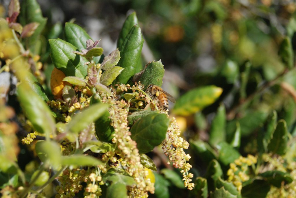 A bee makes its way from bloom to bloom in the Elfin Forest.