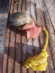 Bulla gouldiana, known commonly as a bubble snail, and its yellowish egg sac.