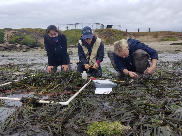 Our Field Technician, Kelley, and two CalPoly student volunteers work on measuring blade length and taking photos.