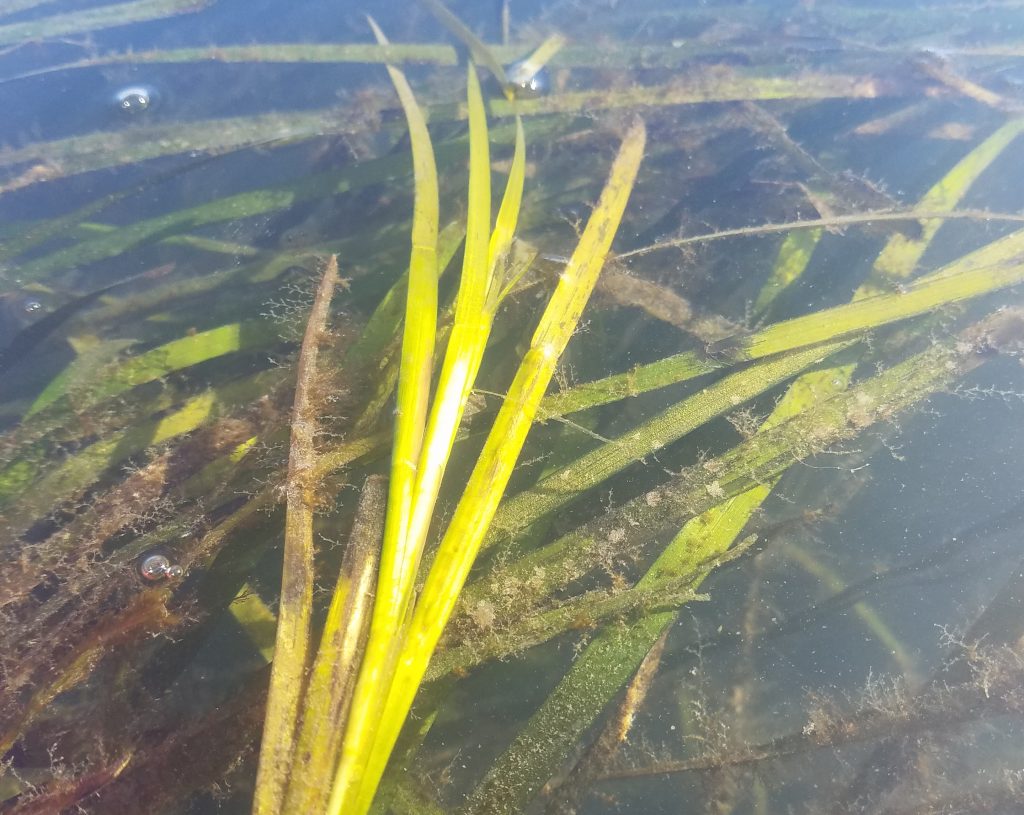 The brown furry-looking substance on and around the blades of eelgrass in this photograph is micro algae. 