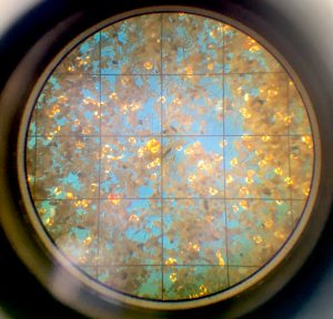 These are snail larvae in a sample taken from Morro Bay, illuminated in a microscope.