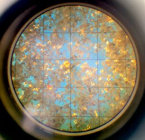 These are snail larvae in a sample taken from Morro Bay, illuminated in a microscope.