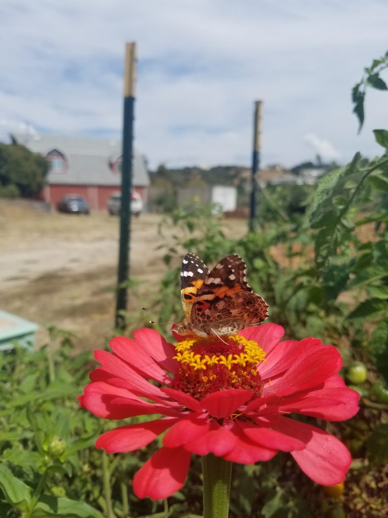 This painted lady butterfly pollinates a flower. 