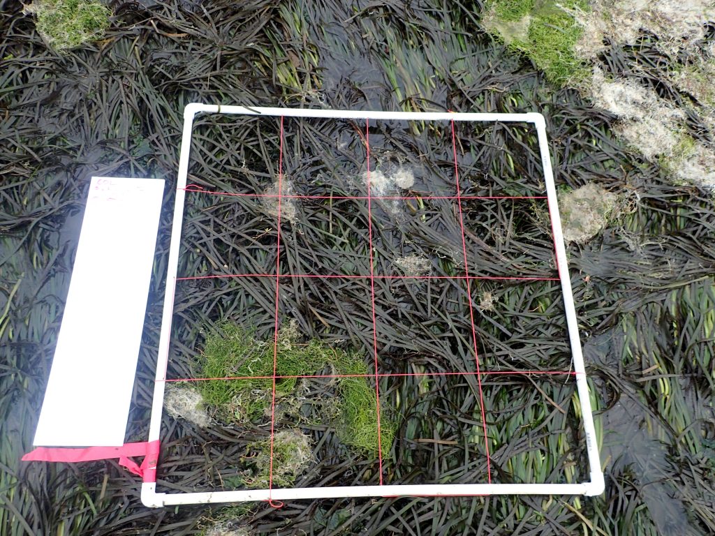 eelgrass quadrat with algae