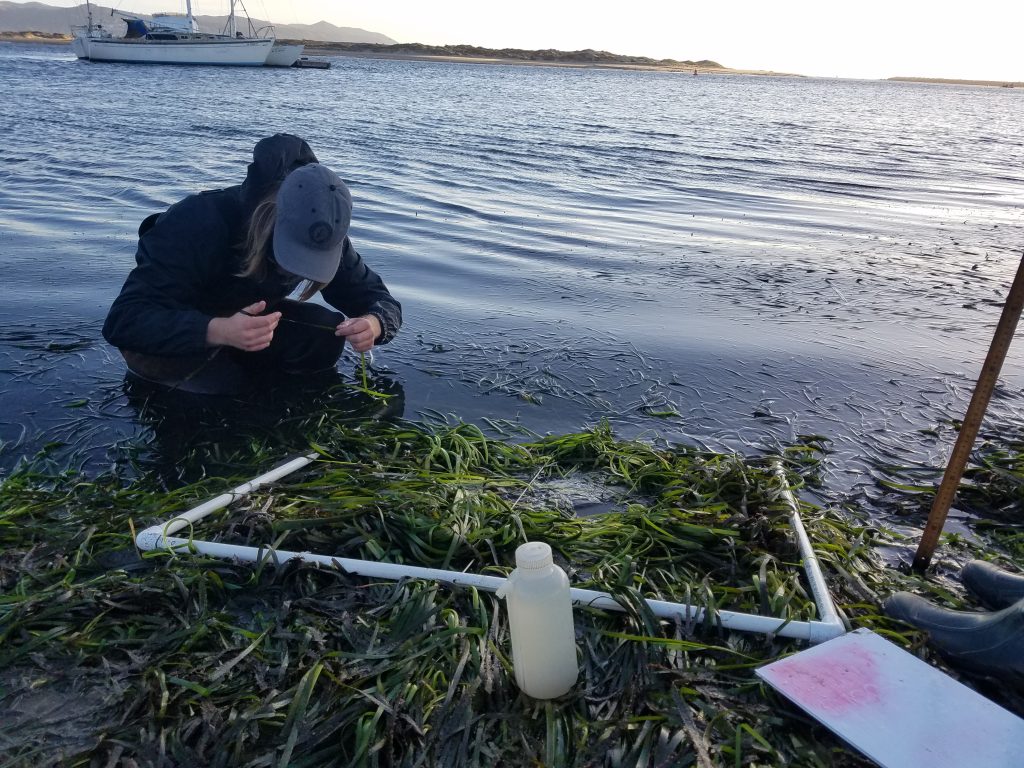 A volunteer checks each blade on an eelgrass shoot for epiphytes and epifauna.