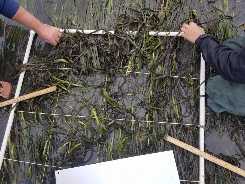 Volunteers get ready to start counting the number of shoots in four of the squares inside this quadrat.