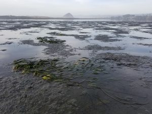 We saw about 15 small patches of eelgrass close to a transect across from Pasadena Point.