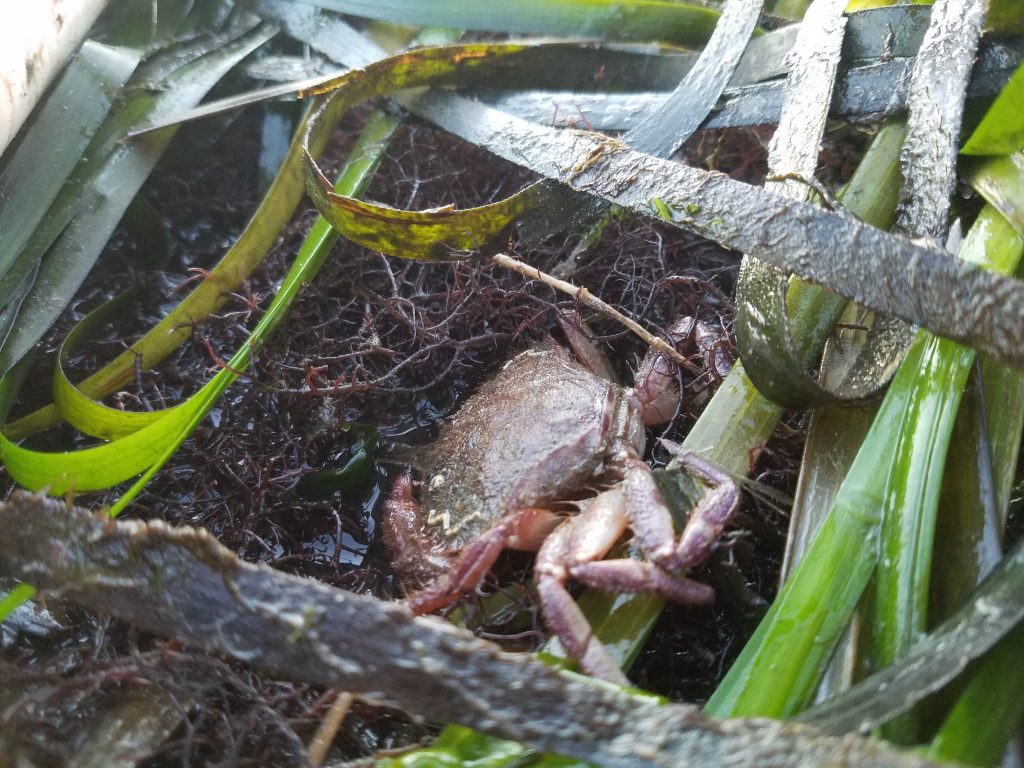 We also spotted this crab in the eelgrass.