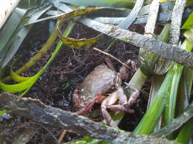 We also spotted this crab in the eelgrass.