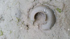 This egg collar might have been made by a Lewis moon snail.