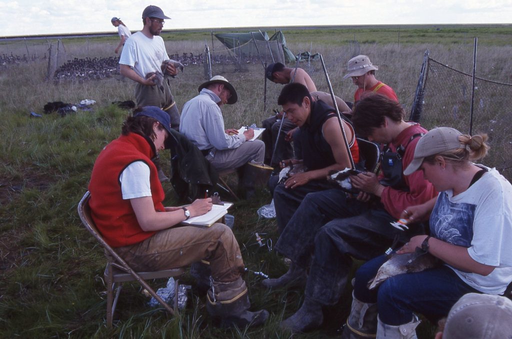 This photograph from the remote study site that I visited in Alaska shows us banding Brant. 