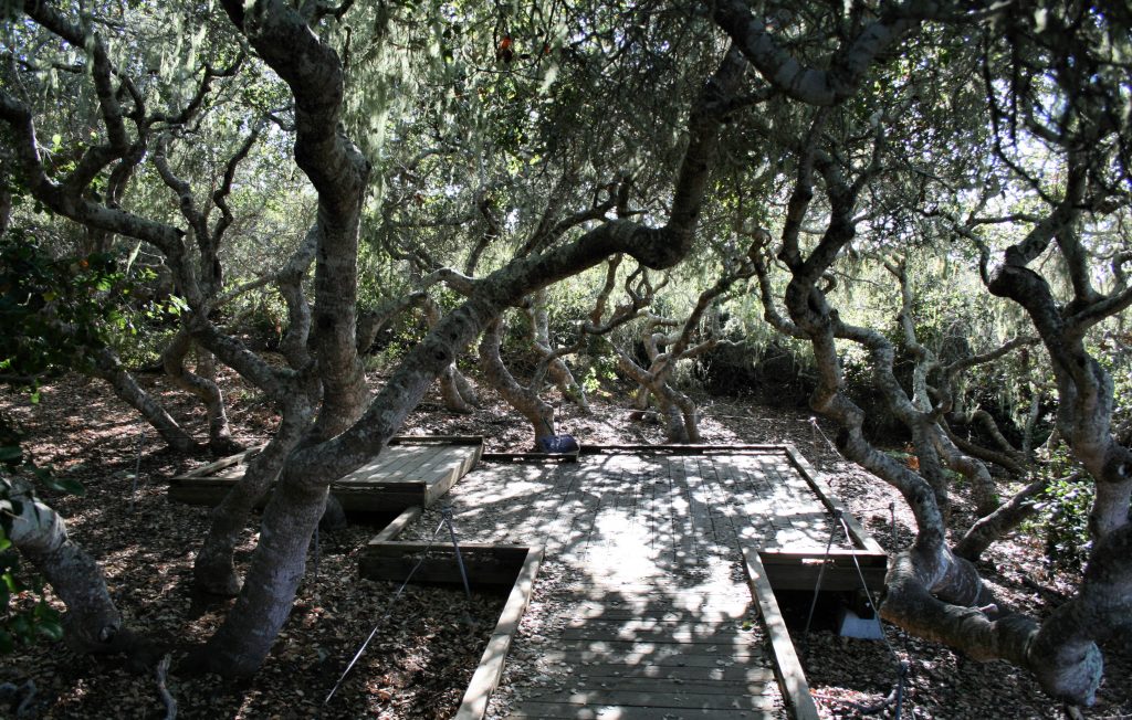 he Elfin Forest, a pygmy oak woodland community located in the Morro Bay Watershed. Photograph copyright Chris Jepsen, shared via Flickr with a Creative Commons license.