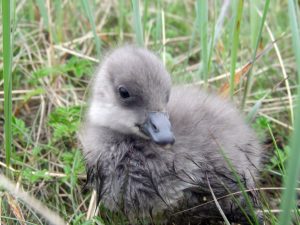 This Black Brant gosling was photographed in the Yukon Delta. Photograph courtesy of the Yukon Delta NWR.