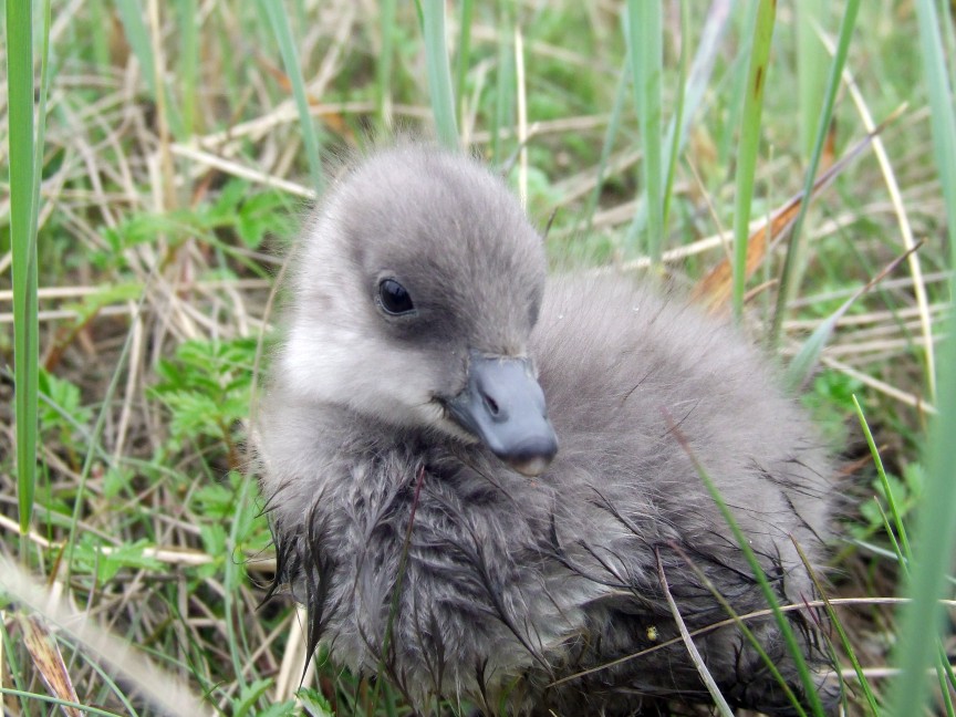 This Black Brant gosling was photographed in the Yukon Delta. Photograph courtesy of the Yukon Delta NWR. 